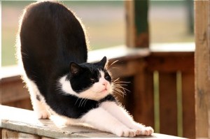 stretching-cat